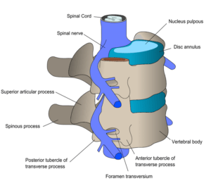 vertebras lumbares